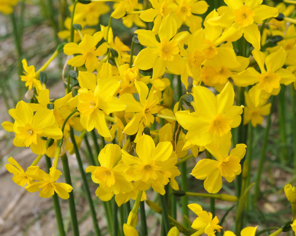 Narcissus cordubensis