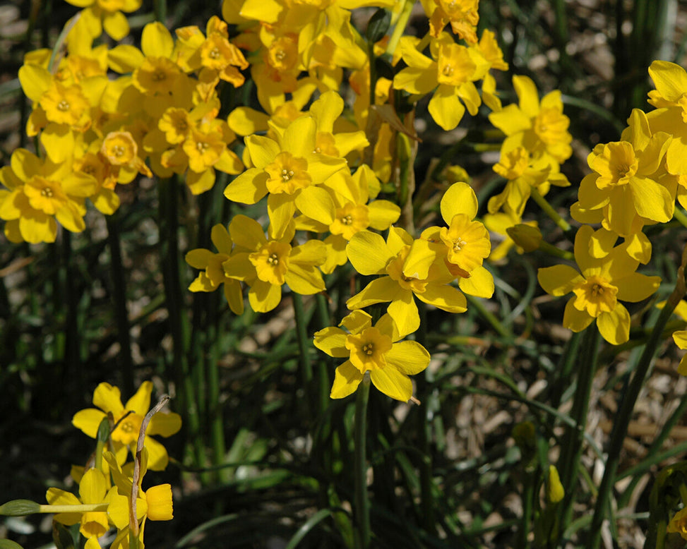 Narcissus cordubensis