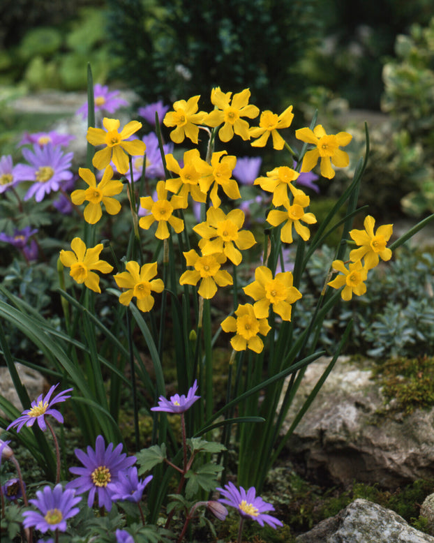 Narcissus cordubensis