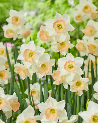 Narcissus 'Cosmopolitan'