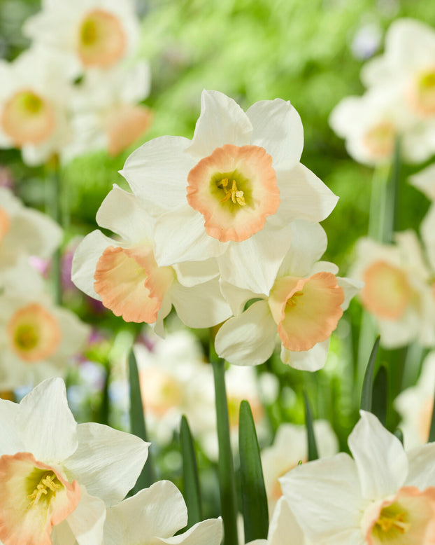Narcissus 'Cosmopolitan'