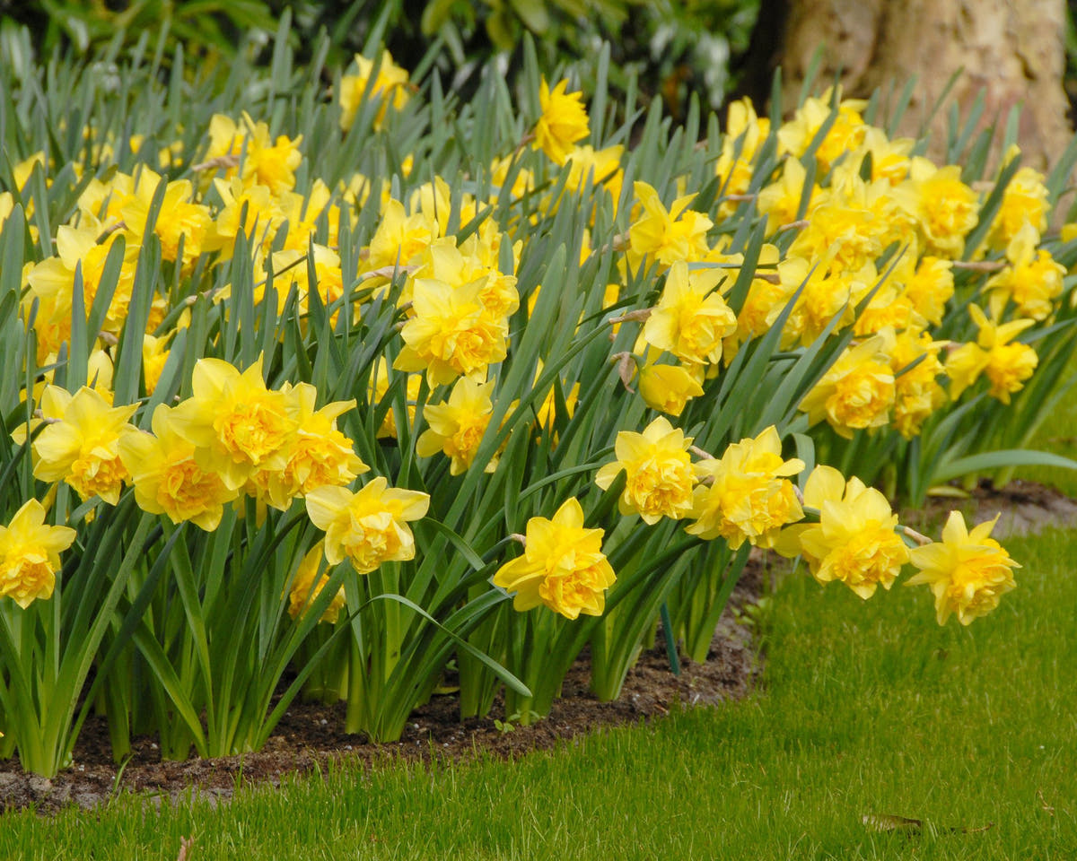 Flower BulbsDick Wilden Bulbs UK - 2