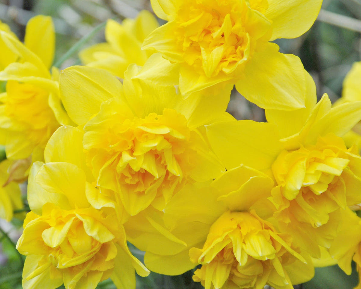 Flower BulbsDick Wilden Bulbs UK - 4