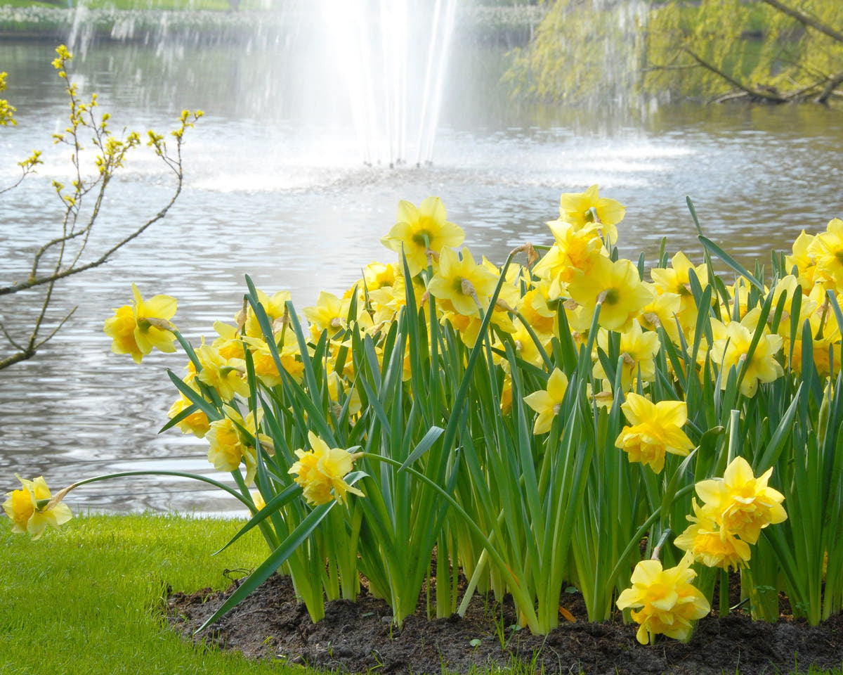 Flower BulbsDick Wilden Bulbs UK - 3