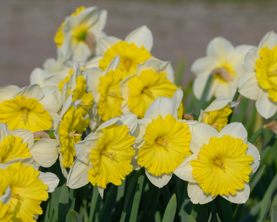 Narcissus 'Dinnerplate'
