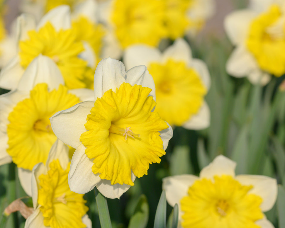 Narcissus 'Dinnerplate'