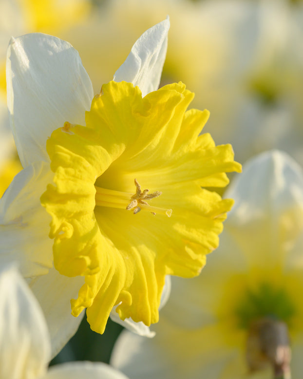 Narcissus 'Dinnerplate'