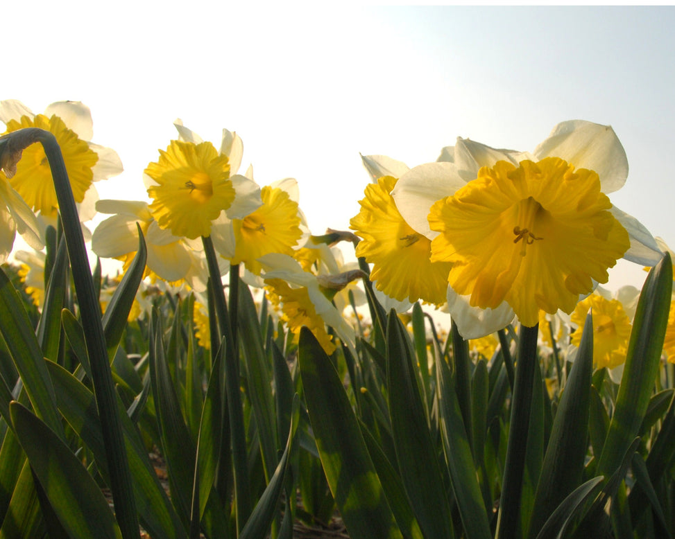 Narcissus 'Dinnerplate'