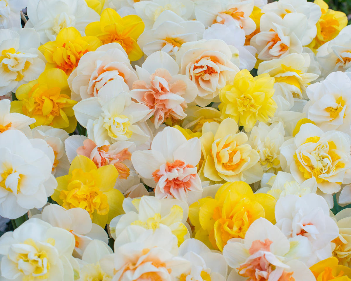 Flower BulbsDouble Mixed Colours Bulbs UK - 2