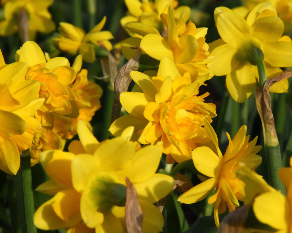 Narcissus 'Tête Bouclé'