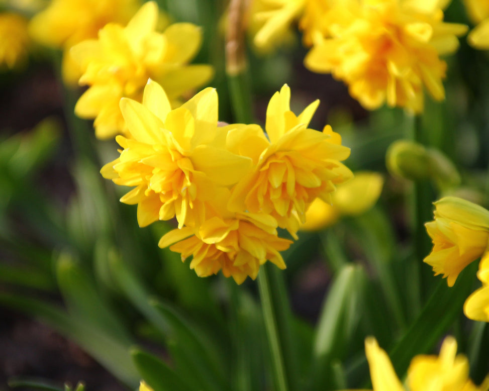 Narcissus 'Tête Bouclé'