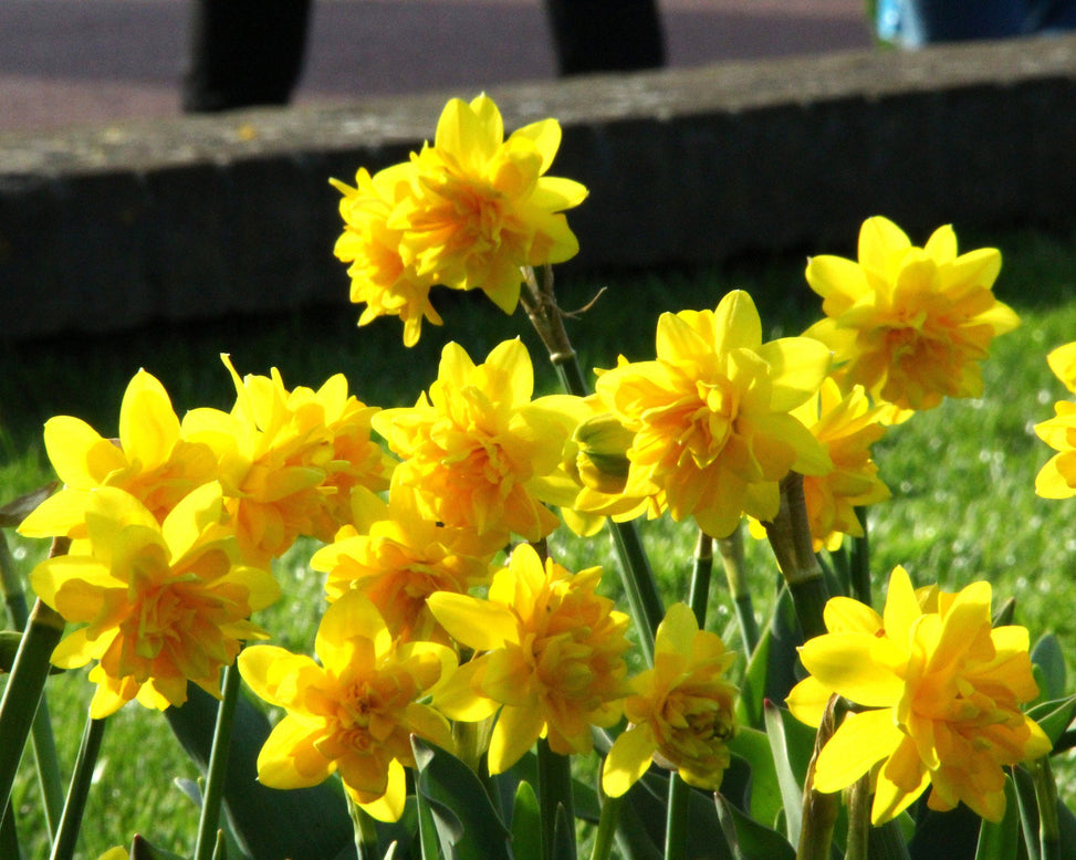 Narcissus 'Tête Bouclé'