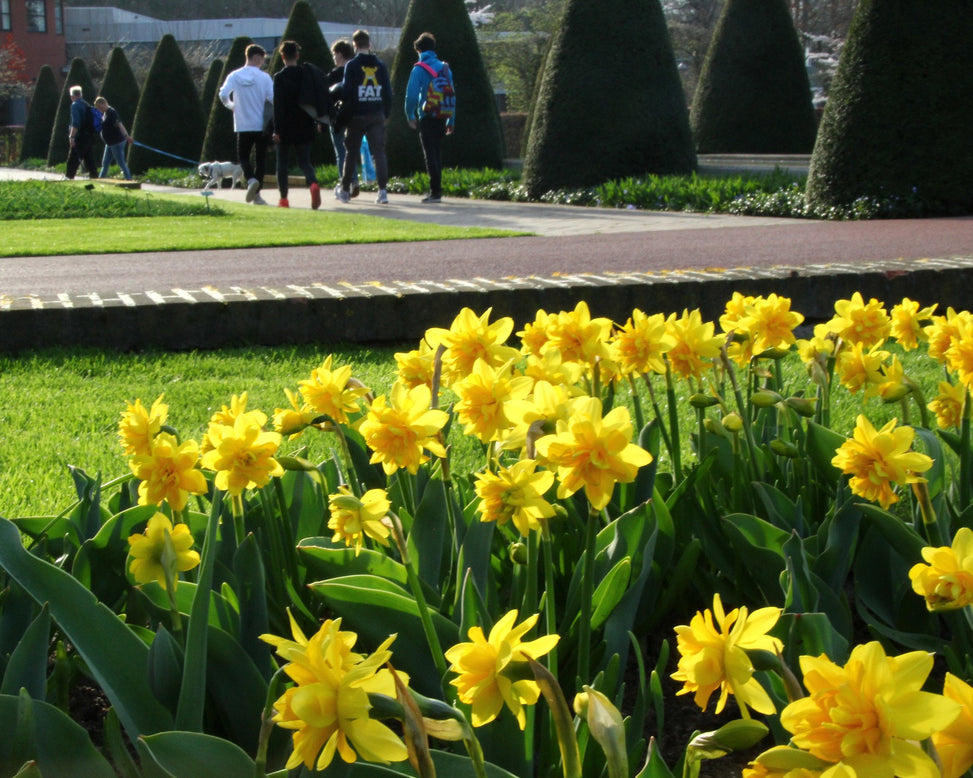 Narcissus 'Tête Bouclé'