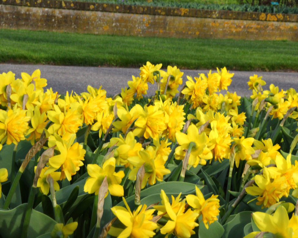 Narcissus 'Tête Bouclé'