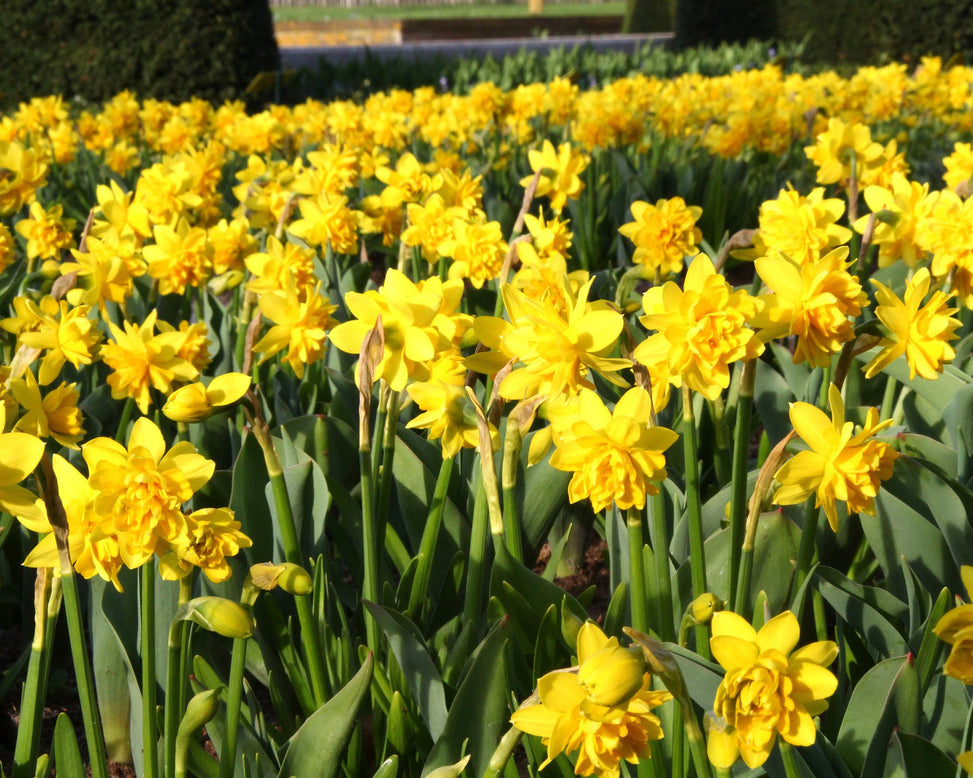 Narcissus 'Tête Bouclé'