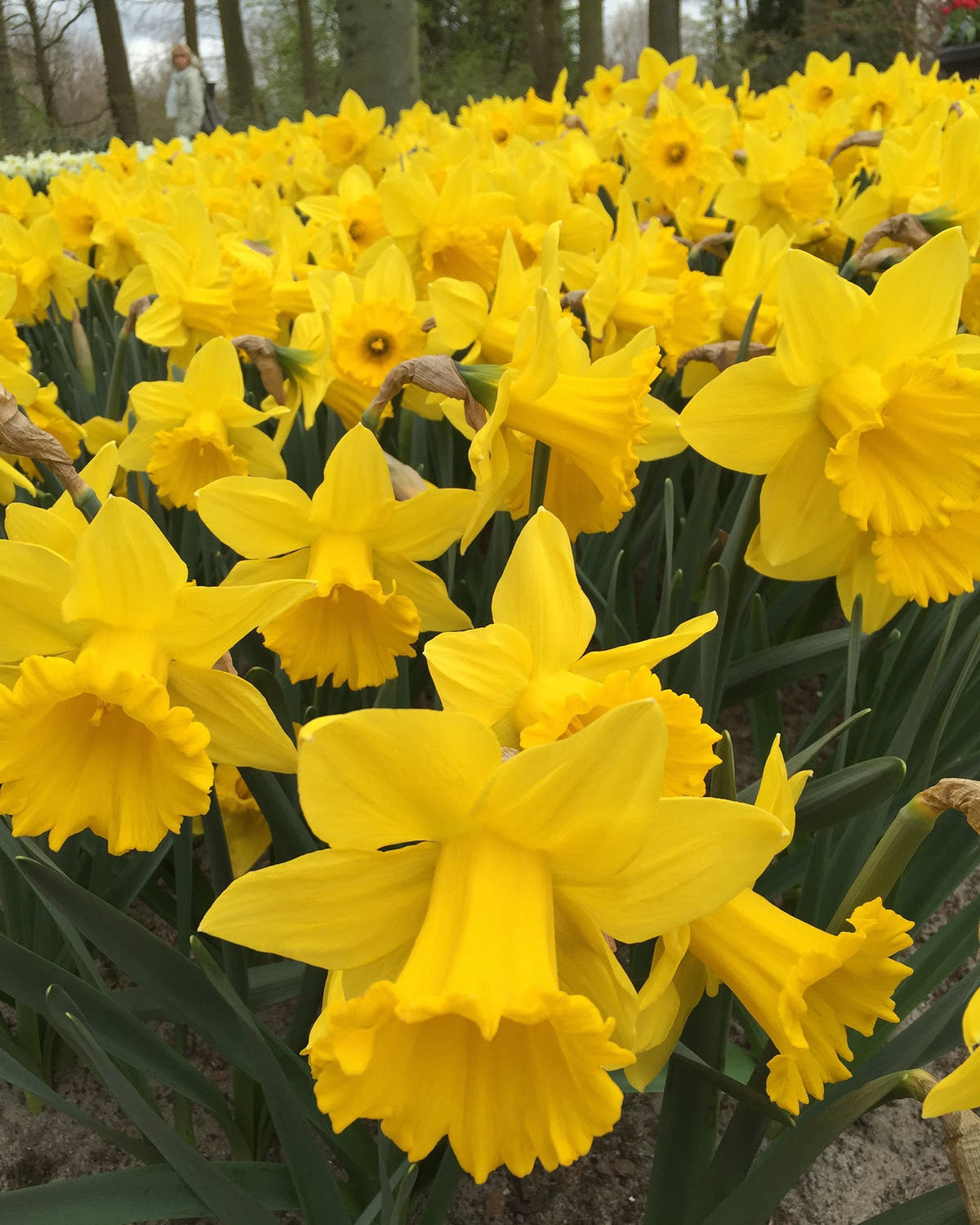 Flower BulbsDutch Master Bulbs UK - 1