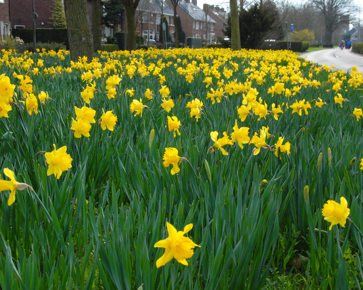 Flower BulbsDutch Master Bulbs UK - 4