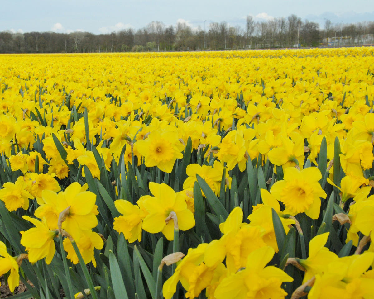 Flower BulbsDutch Master Bulbs UK - 6