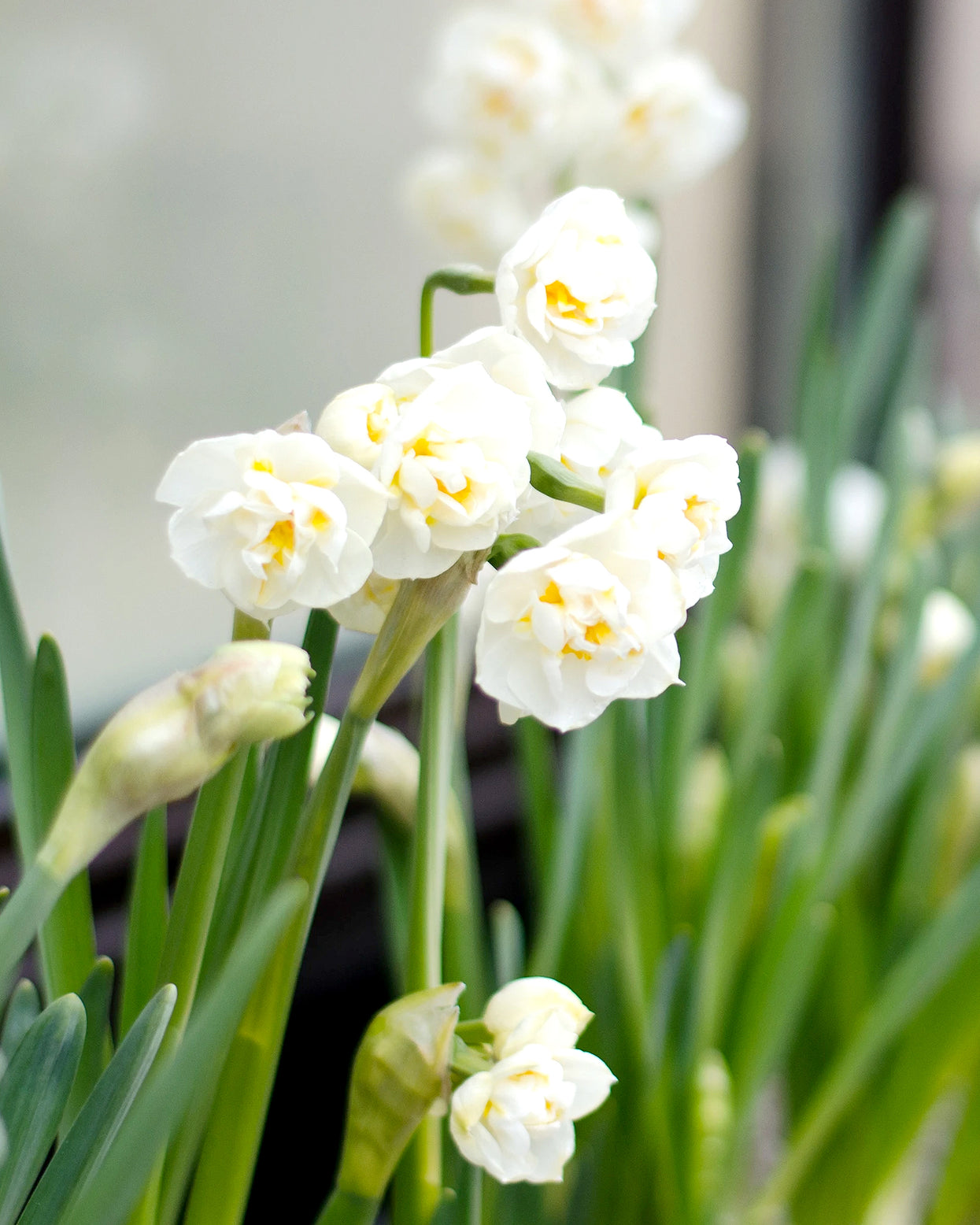 Narcissus 'Erlicheer' bulbs — Buy indoor narcissus online at Farmer