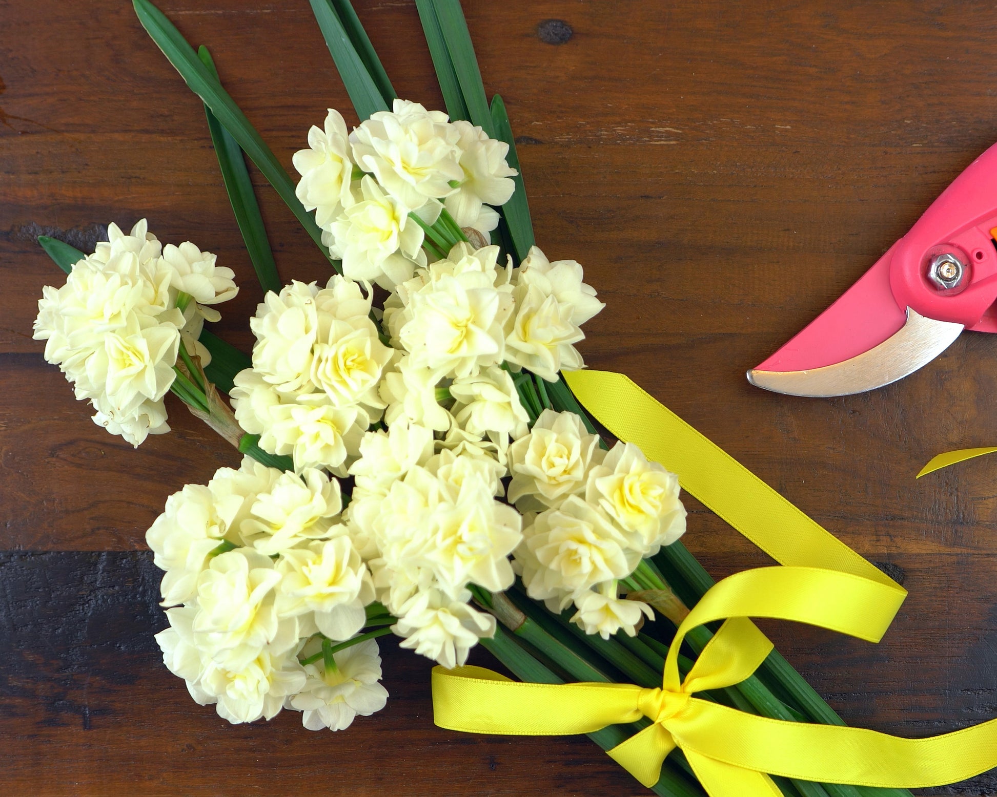 Narcissus 'Erlicheer' bulbs — Buy indoor narcissus online at Farmer