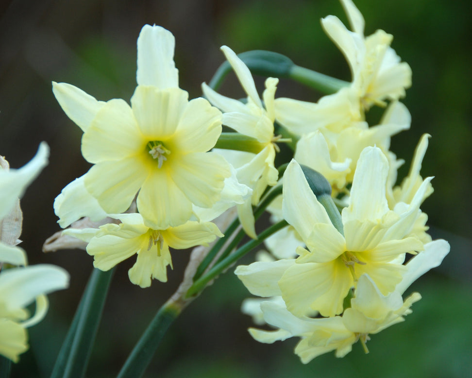 Narcissus 'Exotic Mystery'