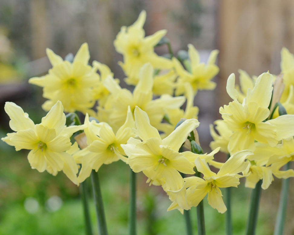 Narcissus 'Exotic Mystery'
