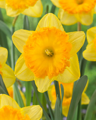 Narcissus 'Ferris Wheel'