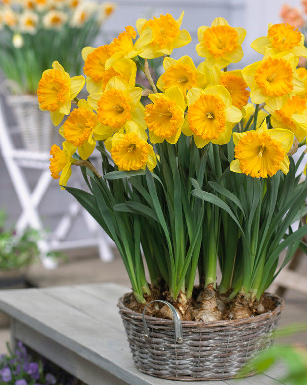 Narcissus 'Ferris Wheel'