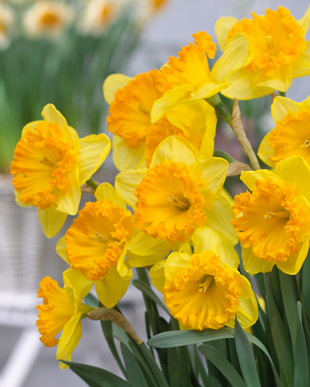 Narcissus 'Ferris Wheel'