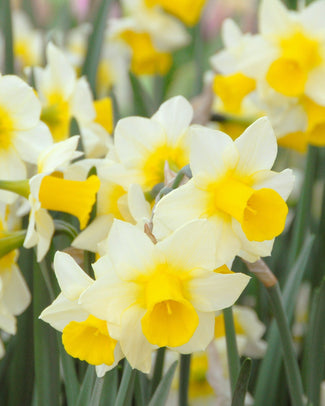 Narcissus 'Golden Echo'