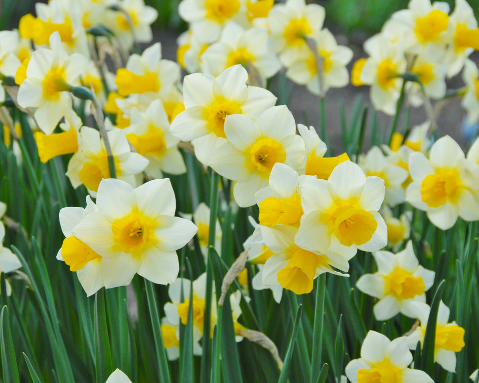 Narcissus 'Golden Echo'