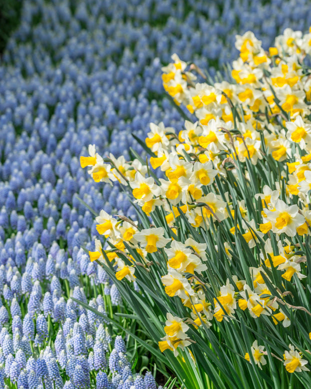 Narcissus 'Golden Echo'