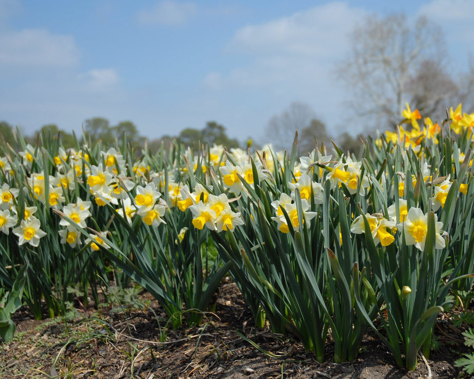 Narcissus 'Golden Echo'