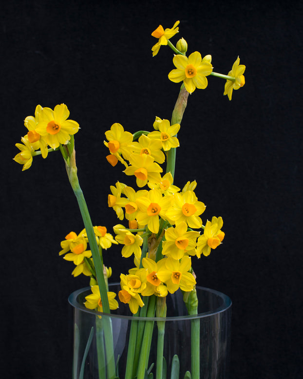 Narcissus 'Grand Soleil d'Or'