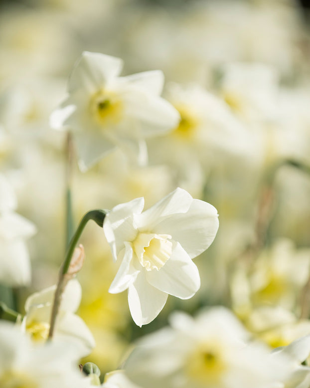 Flower BulbsGreen Eyes Bulbs UK - 2