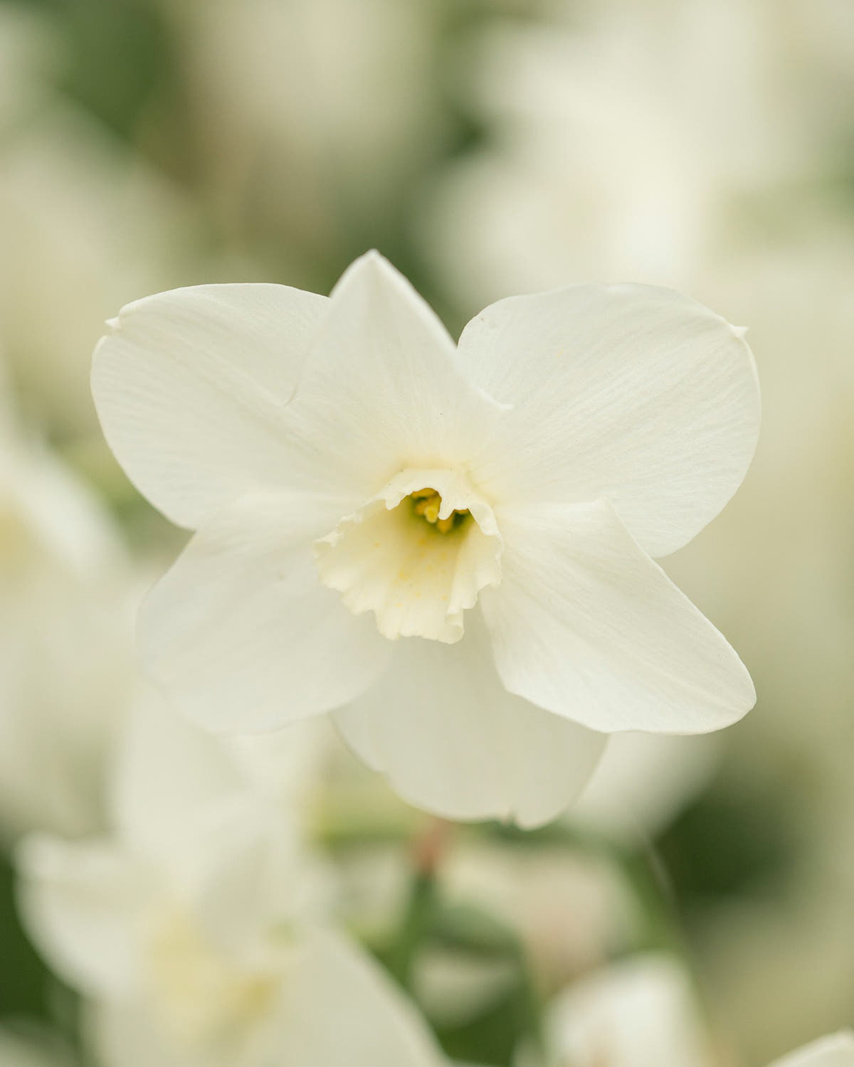 Flower BulbsGreen Eyes Bulbs UK - 1