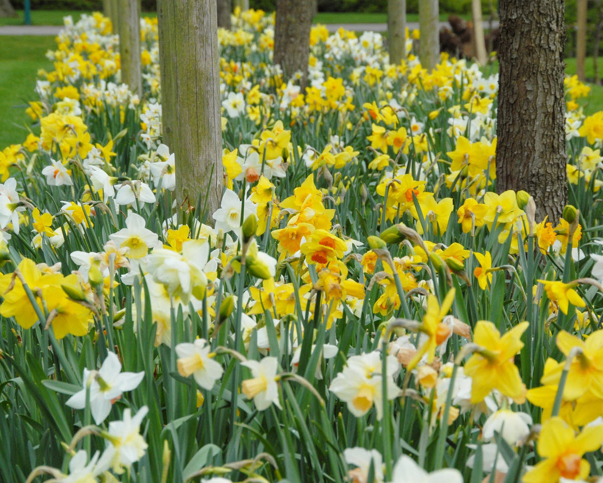 Flower BulbsHarlequin Mixed Colours Bulbs UK - 2