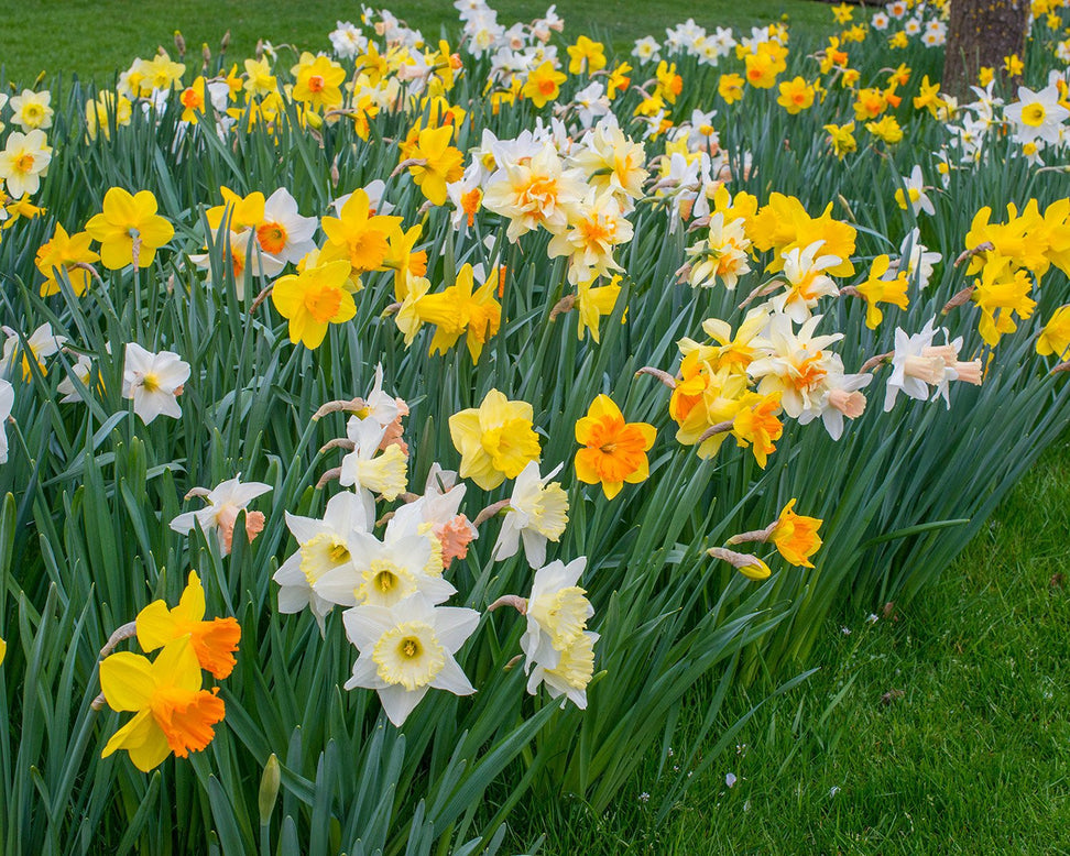 Flower BulbsHarlequin Mixed Colours Bulbs UK - 3