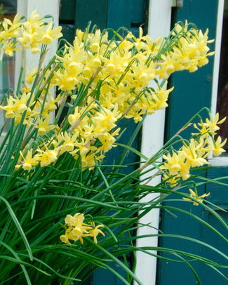 Flower BulbsHawera Bulbs UK - 1