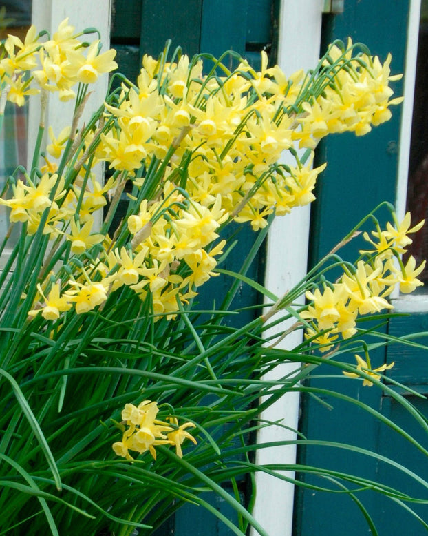 Flower BulbsHawera Bulbs UK - 1