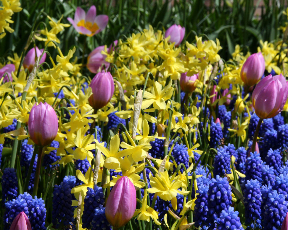 Narcissus 'Hawera'