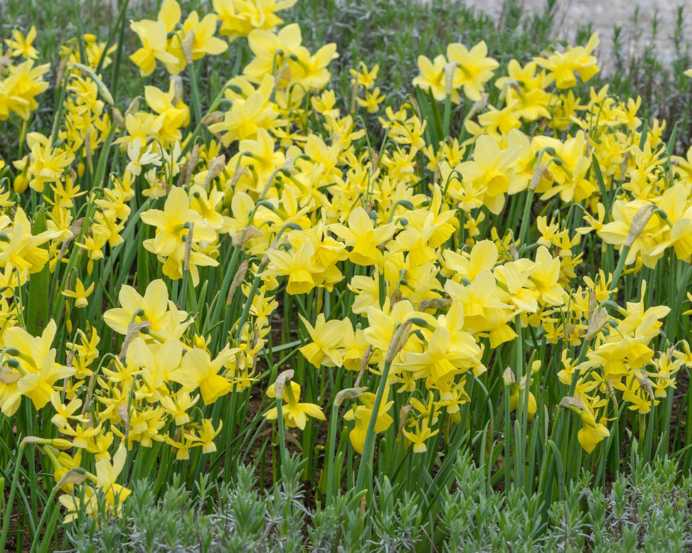 Flower BulbsHawera Bulbs UK - 2