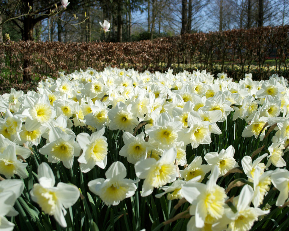 Flower BulbsIce Follies Bulbs UK - 2
