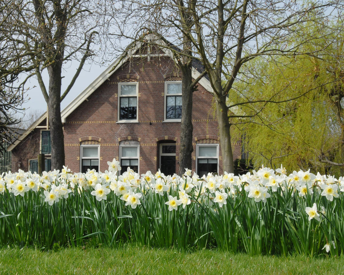 Flower BulbsIce Follies Bulbs UK - 3