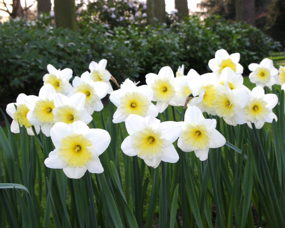 Narcissus 'Ice Follies'