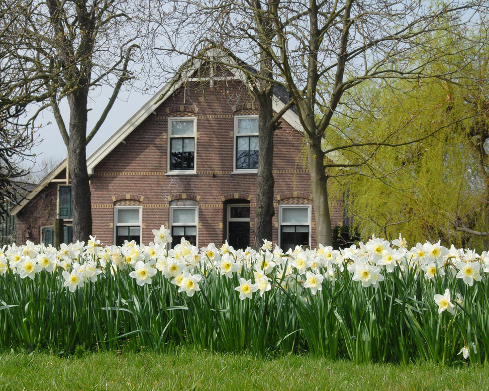 Flower BulbsIce Follies Bulbs UK - 3