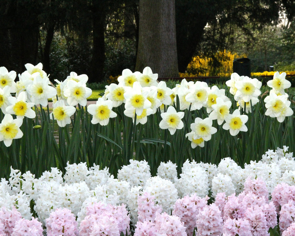 Narcissus 'Ice Follies'