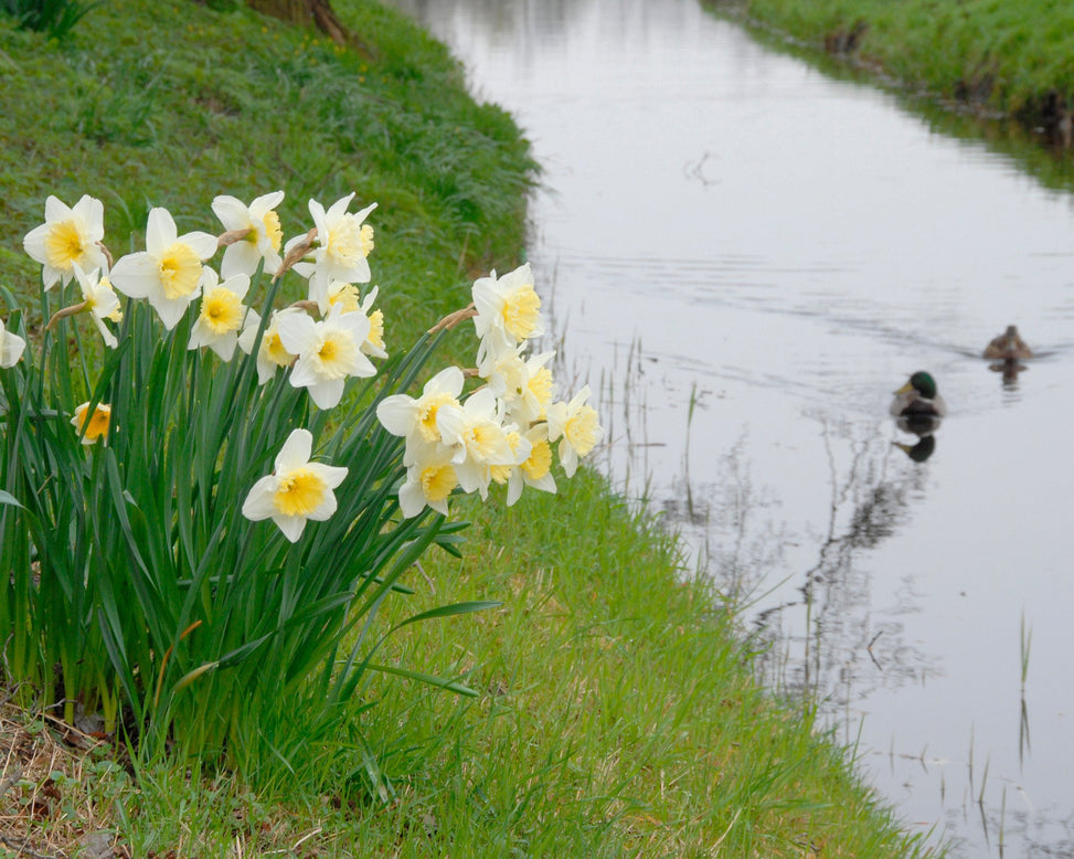 Flower BulbsIce Follies Bulbs UK - 4