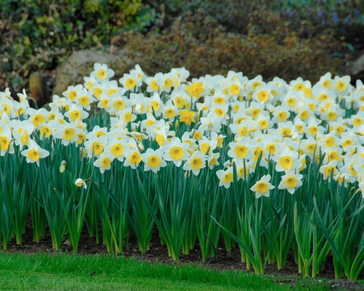 Flower BulbsIce Follies Bulbs UK - 5