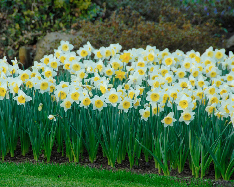 Flower BulbsIce Follies Bulbs UK - 5